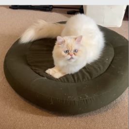 mogyufiru pet