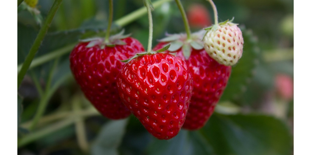 蒼天（そら）いちご（株式会社シーズエスト）