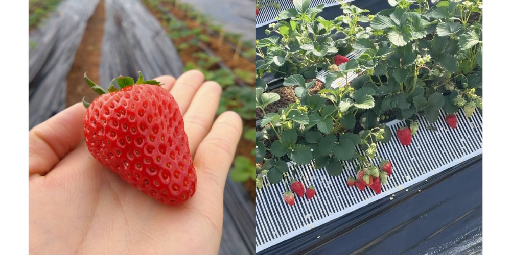 蒼天（そら）いちご（株式会社シーズエスト）