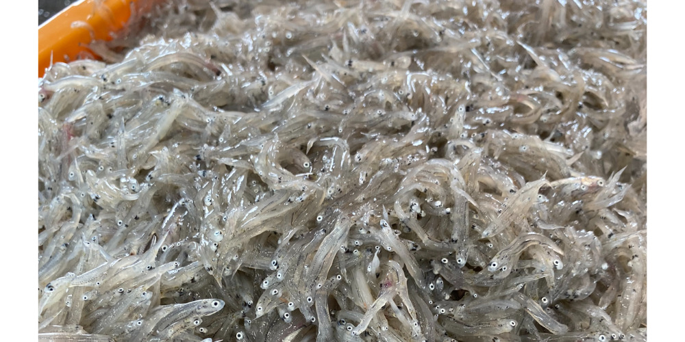 しらすやのうす焼きせんべー（株式会社すまいるぴーぷる）